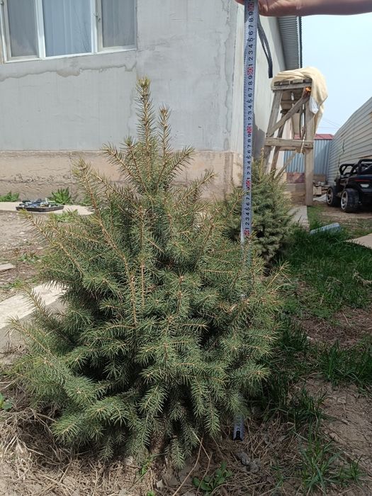 Елка высота 75-80 см