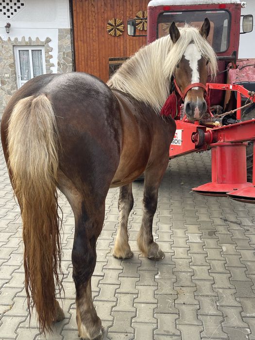 Vand armasar de 2 ani