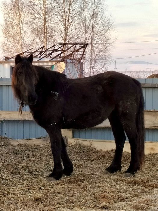 Лошади с откорма