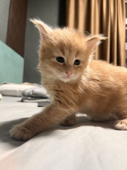 Кот Мейн Кун персиковый