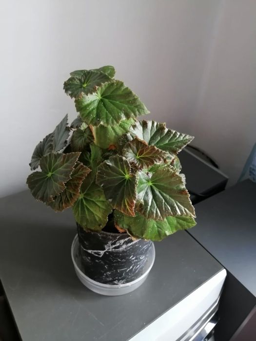 Продам комнатные цветы