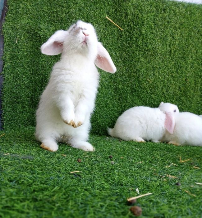 Karlik baran toza zot optom oganga kelishtiriladi