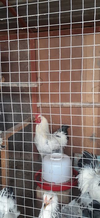 BRAMA zotli xo‘rozlar. птицы Брама порода