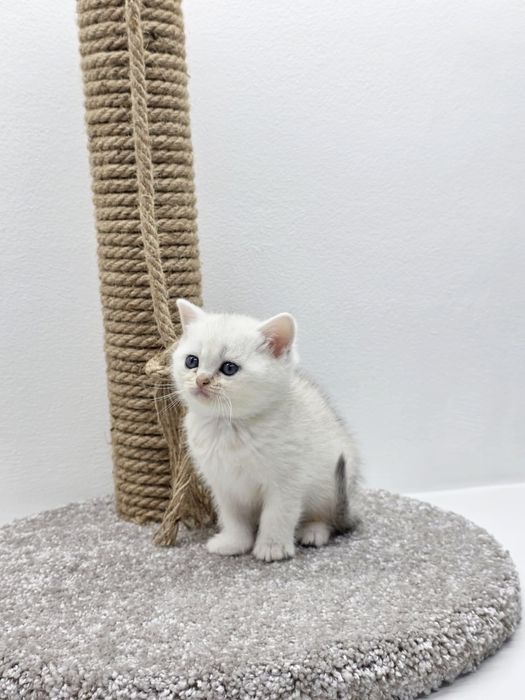 КошЕчка.ШотЛандКа.