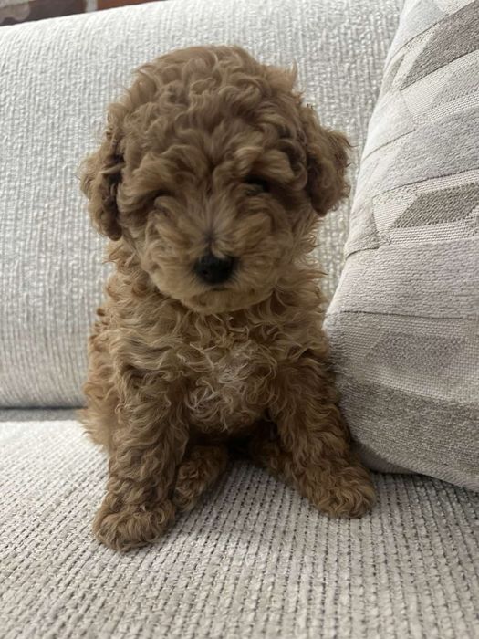 Той пудел -  тий къп