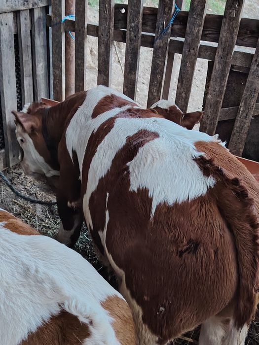 Vând un vițel de o lună jumate
