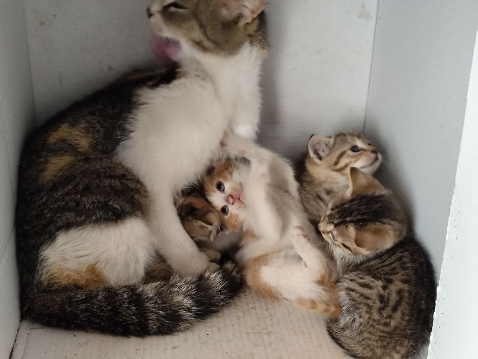 Pisici pentru adoptie 2 luni