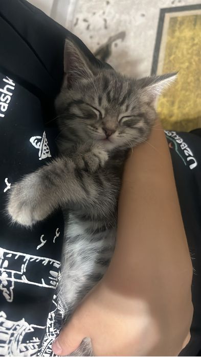 Котенок в добрые руки
