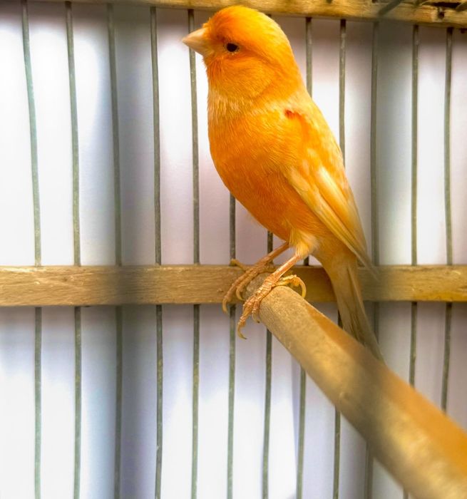 Canari de vanzare