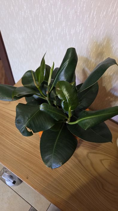 Продам фикус в керамическом горшке