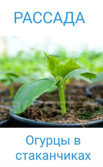 Продается рассада Затобольская