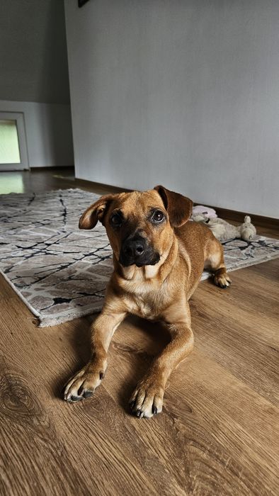 Metis de teckel spre adoptie