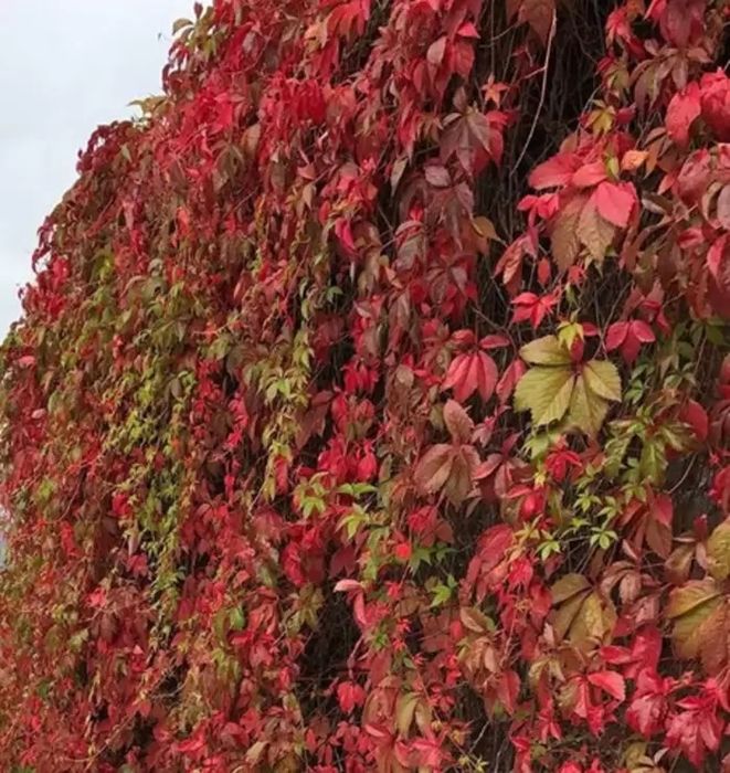 Vita De Vie Canadiana