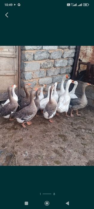 Продам гусей и кури