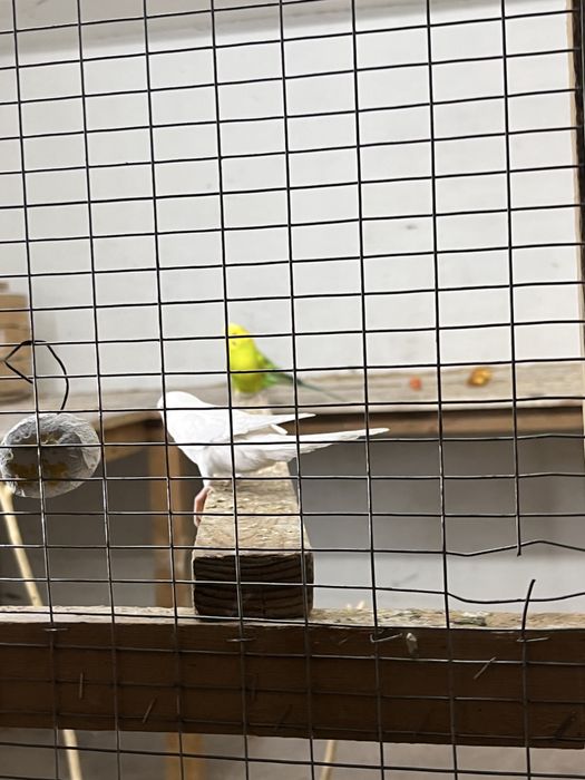 Волнистые попугай