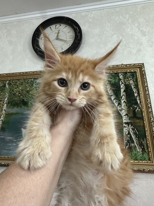 Красивые котята мейн кун