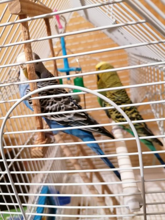 Два волнистых попугая