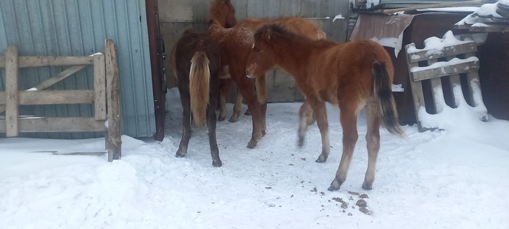 Жабагылар продам 4 штуки