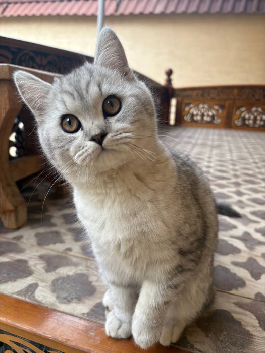 Серебристая шиншилла