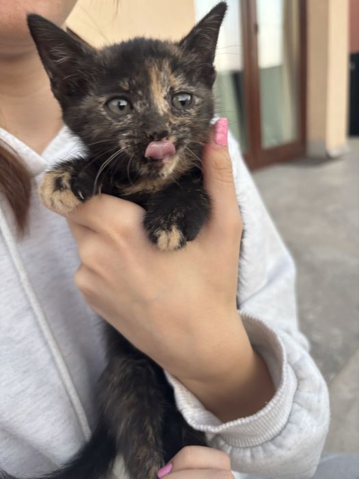 puiuti pentru adoptie
