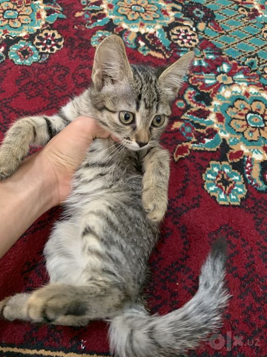 Sovg’a Erkak Mushuk