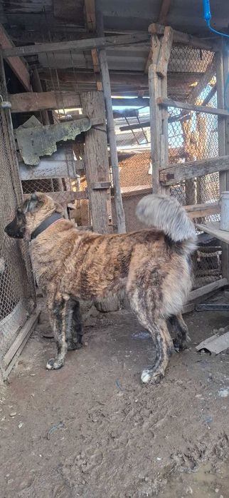 Алабай (тобет) кобель