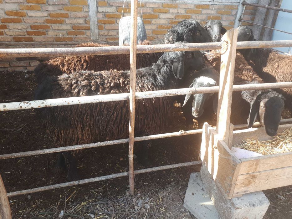 Баран. Кучкорлар