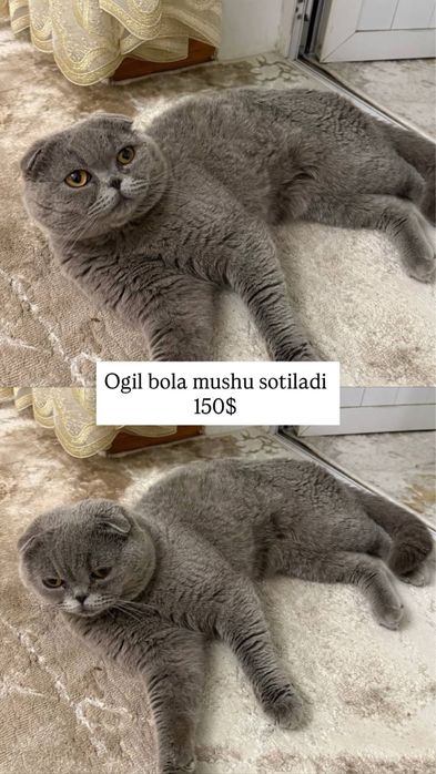 Эркак Мушук  Scottish Fold