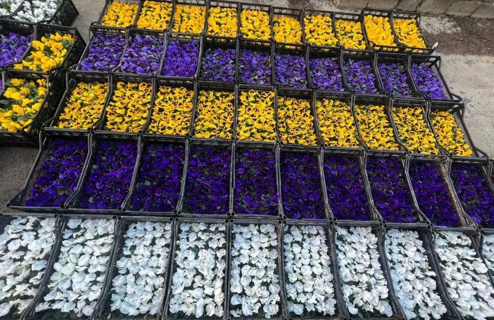 Viola / Виола в любом количестве