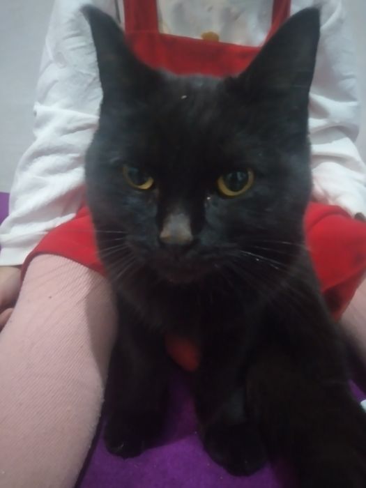 Aqilli mushuk tekinga beriladi.