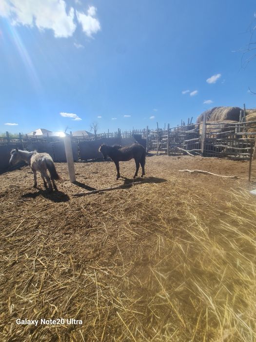 Тай сатылады күйлері  жақсы