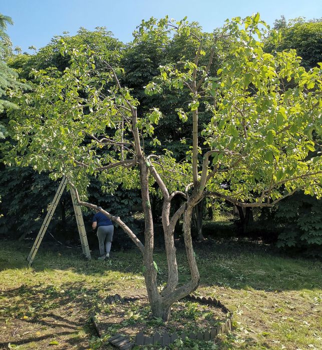 Садовник/обрезка/стрижка/спил/посадка пересадка опора деревьев и уход