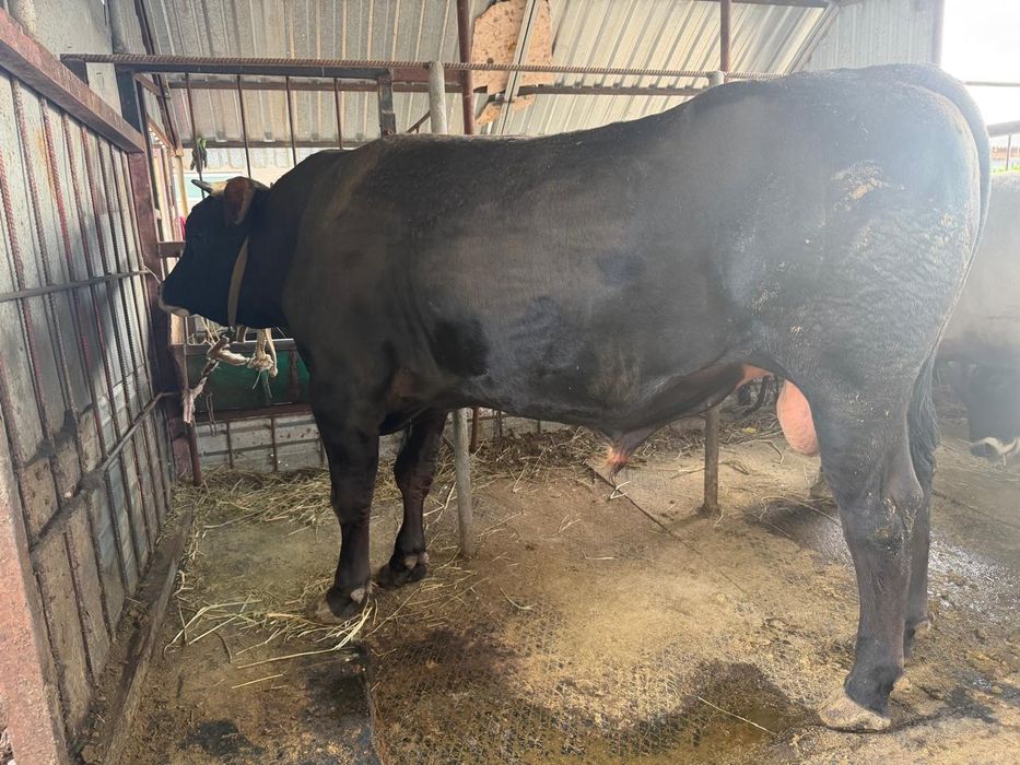 Продам быков откормленых