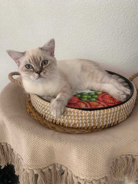 Шотлански котета