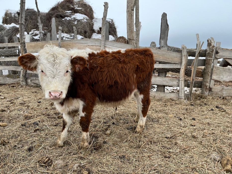 Подсос бұқалар 10-12 айлық