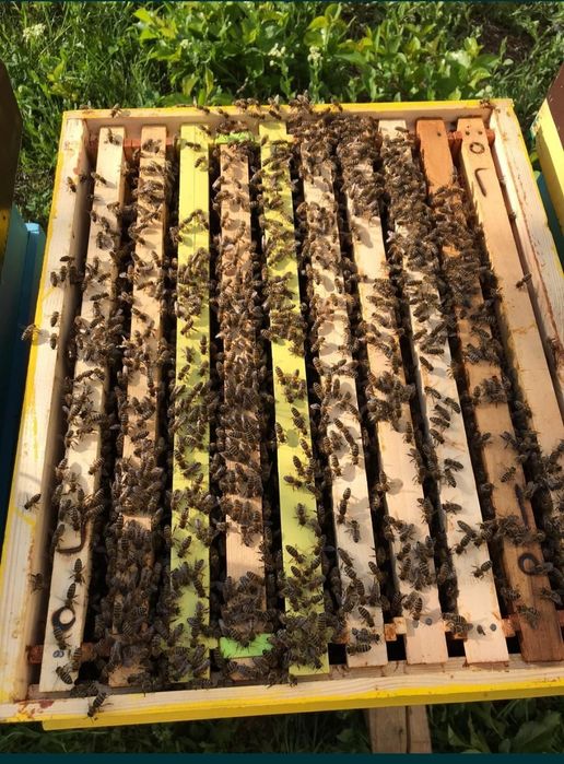 Miere Poliflora   500  kg