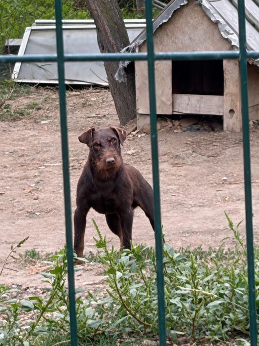 Mascul Jagd terrier jagdterrier