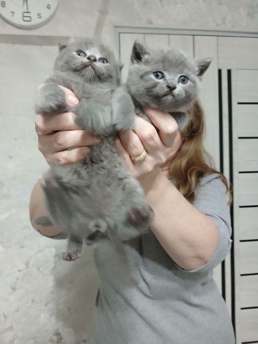Продаются  породистые   котята голубые шиншилы Скотиш фолд и страйт.