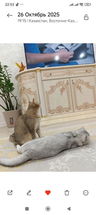 Продается Шотланкие Шиншиллы