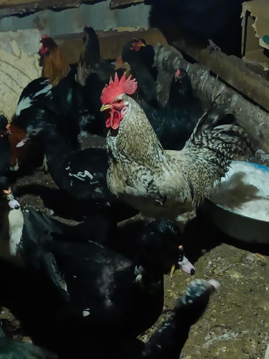 Әтеш сатылады 5000