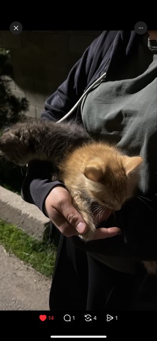 Нашли котят !!Бесплатно .АЛМАТЫЫЫ