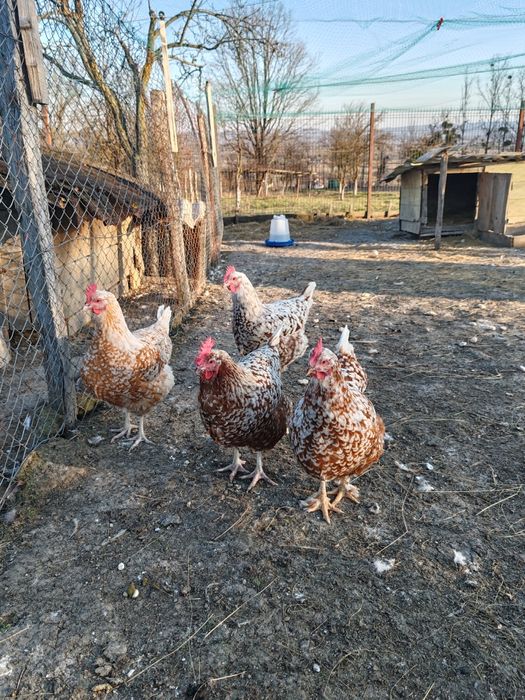 Oua Brahma, Wiandotte, Pita Pinta