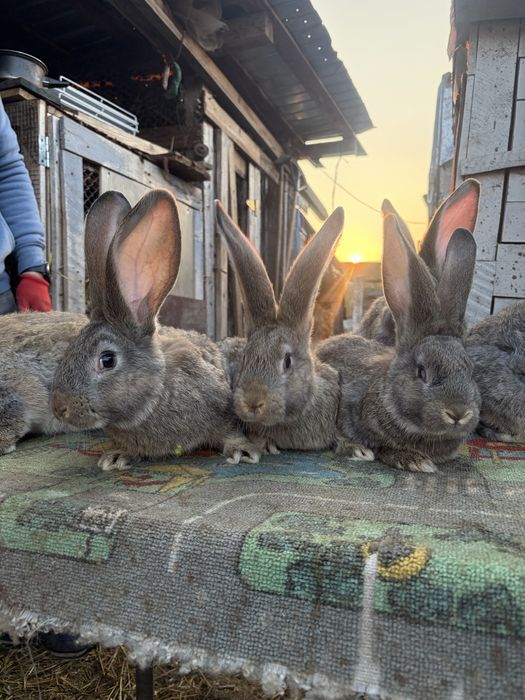Vand iepuri uriasi gri german