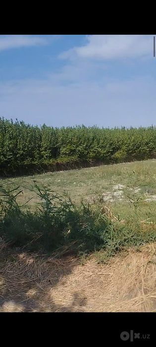 Tut kuchat,balxi,shotut, plantatsiya uchun