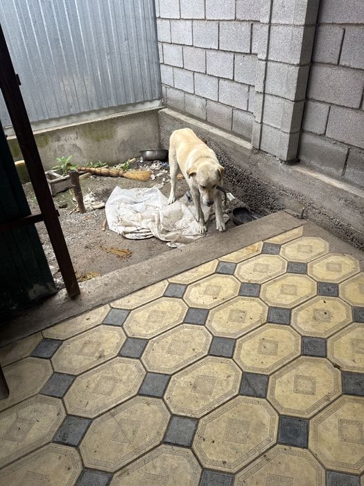 Собака турецкий кангал с документами