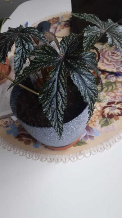 комнатные цветы крупные