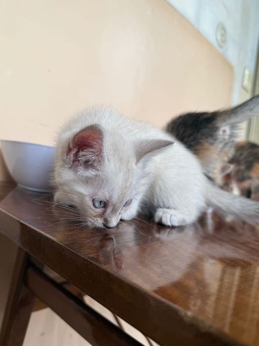 Котята в добрые руки. Ташкент