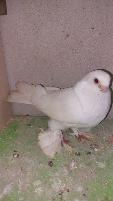 Голуби белый самка кептер