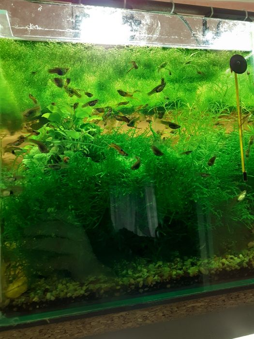 Plante si pesti acvariu