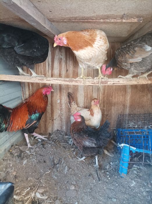 Xo'roz tovuqlar sotiladi xammasi tuxumda